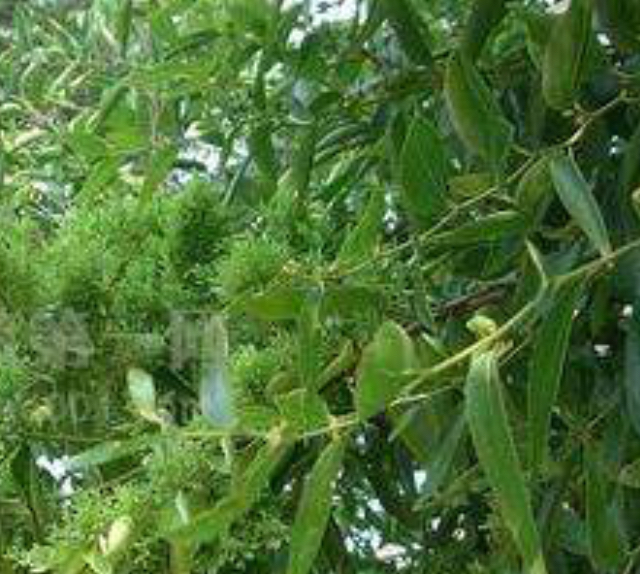 枣树为什么光长小叶不伸枝,枣树长了茂密的叶子是咋回事