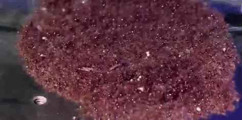 食人蚁袭击人类,一口气看完食人蚁袭击人类