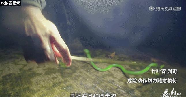 被毒杀的亲情纪录片,相杀相爱纪录片