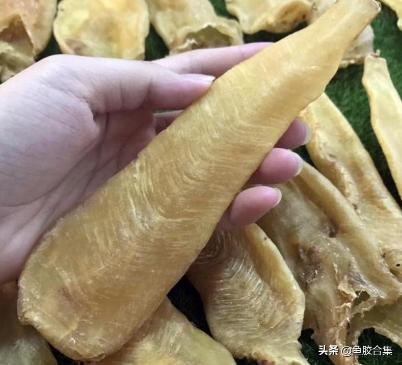 真正的白花鱼胶,白花胶是什么鱼胶