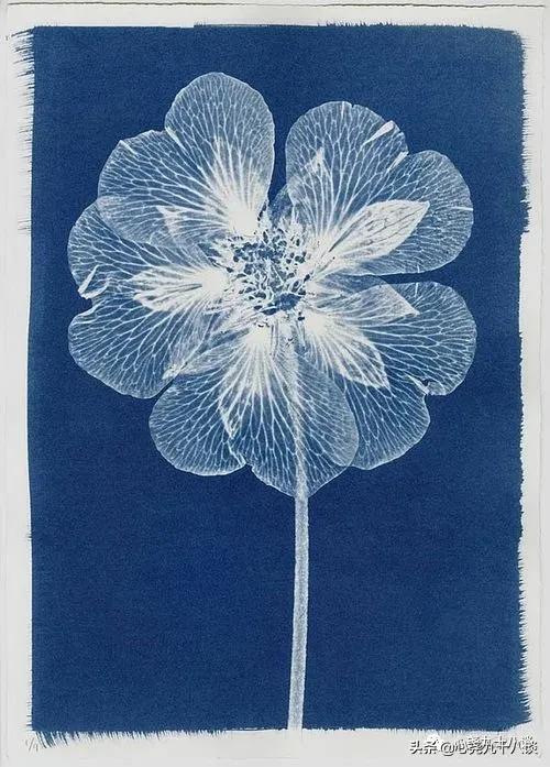 蓝晒，数码时代依旧可用的古老显影技术