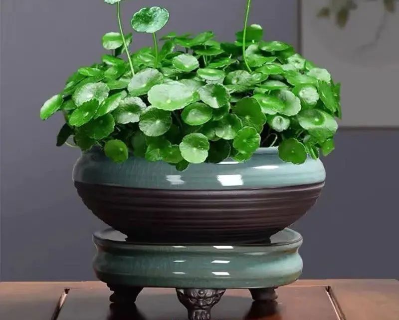 铜钱草叶子黄水培方法,铜钱草叶子黄怎么管理