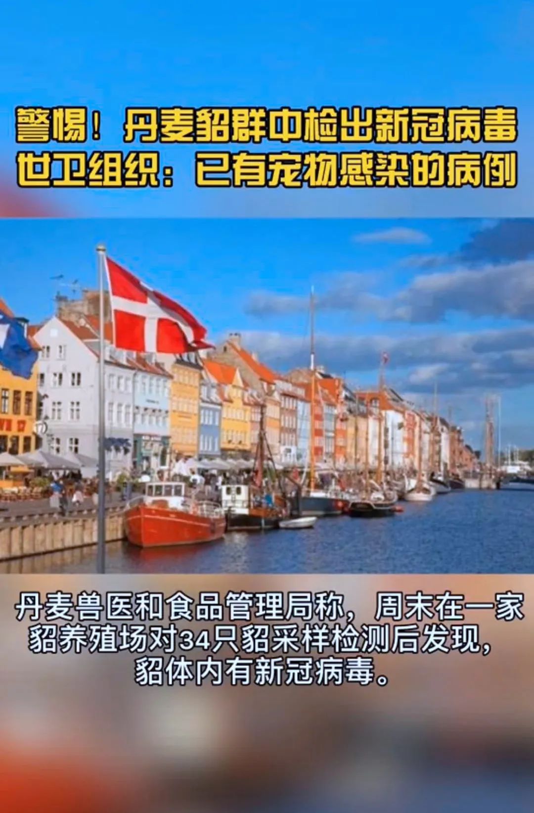 丹麦共发现5种貂类变异新冠病毒,丹麦在养殖貂体内发现新冠病毒