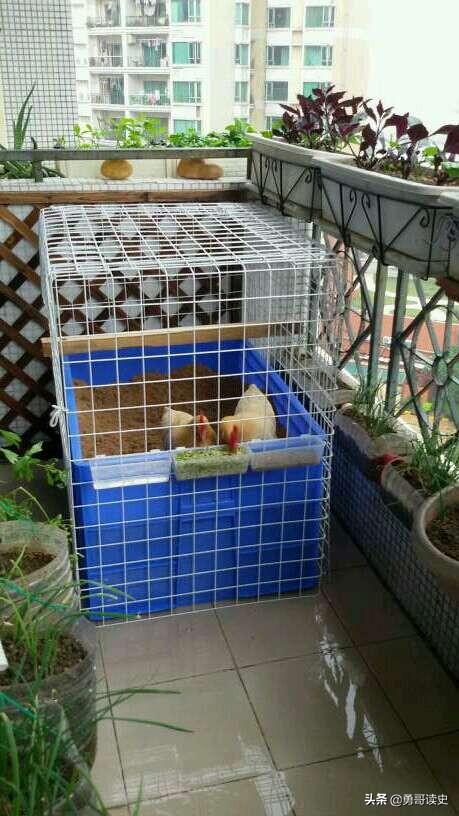 广东的八大怪菜,广东十八怪都是什么