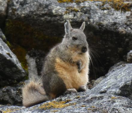 龙猫是不是老鼠的一类,龙猫到底是不是老鼠