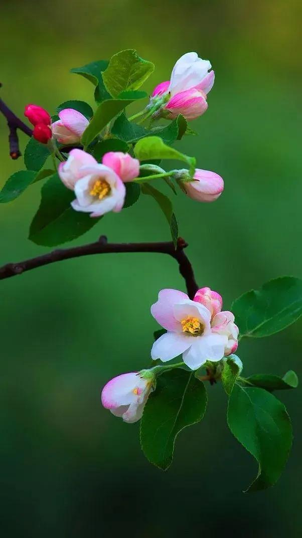 美学之旅，诗歌的标准是什么？如何评价一首诗的好坏？