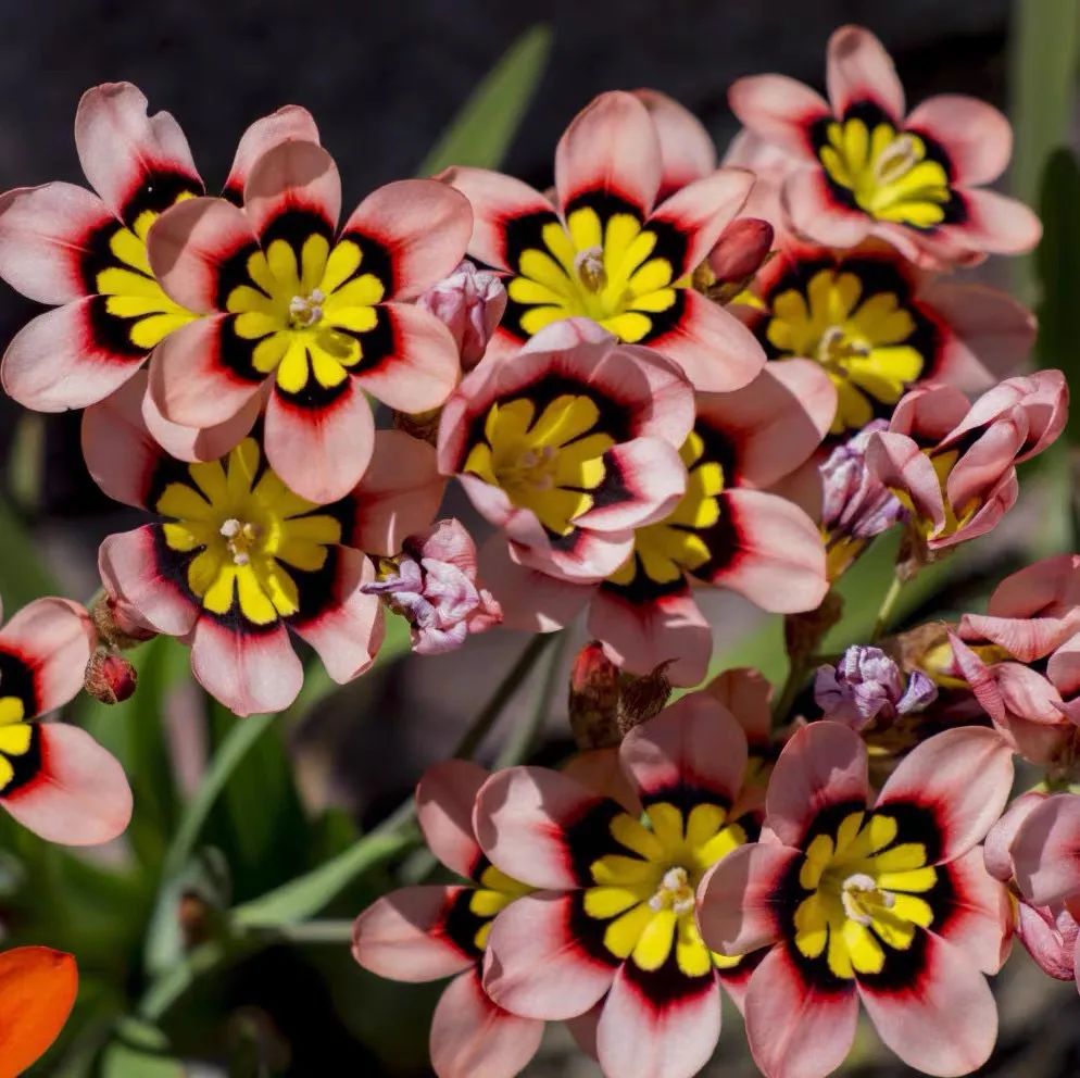 5种花超好养漂亮上档次,这5种花适合春天养