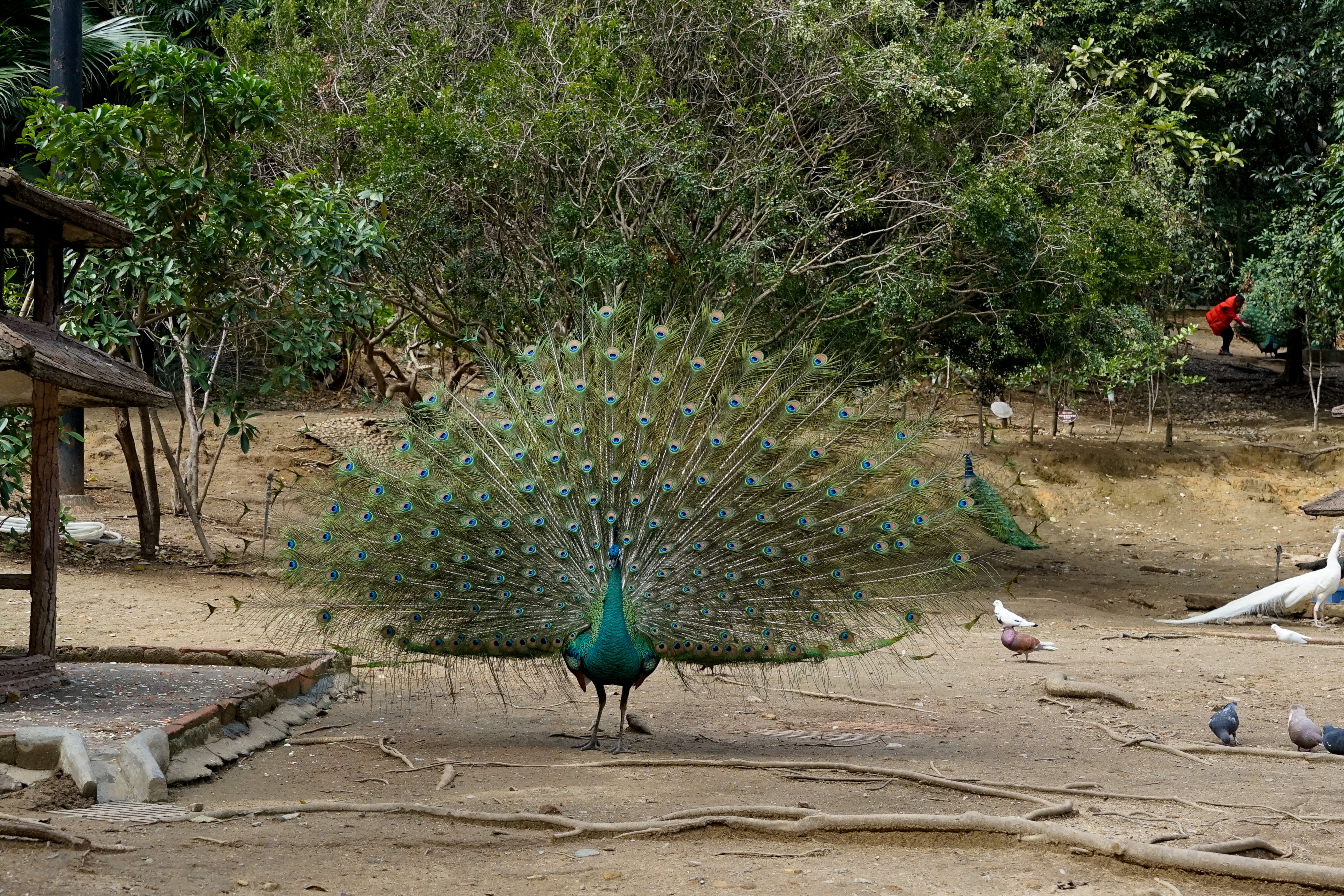 腾龙18-200f2.8佳能卡口,fe卡口f1.4副厂镜头推荐