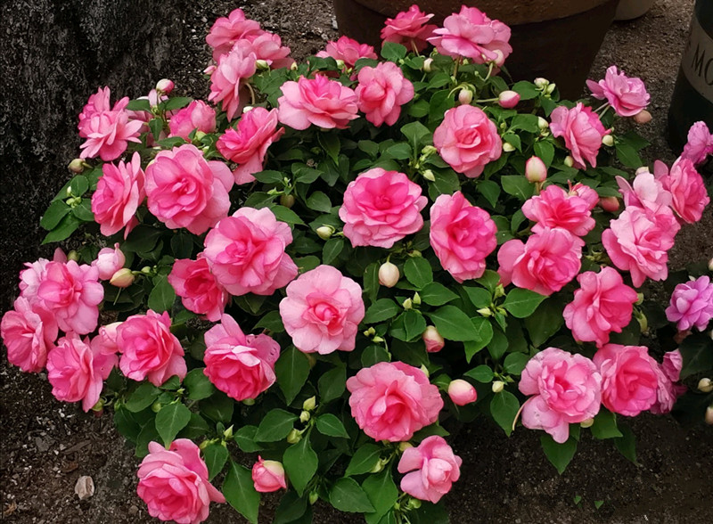 365天都开花名贵的盆栽,365天开花不断的花卉