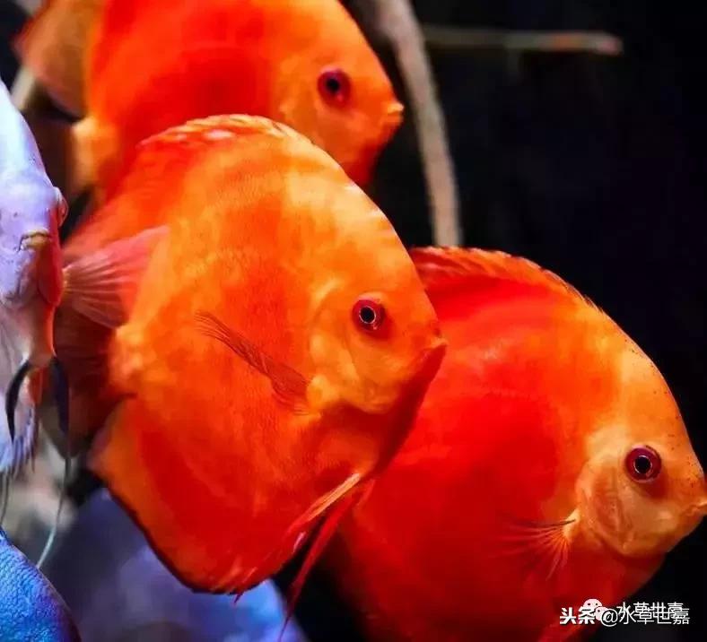 七彩神仙鱼水族箱布景,七彩神仙鱼苗繁殖技术
