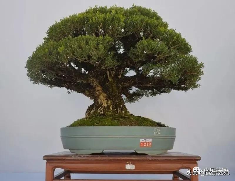 桩景类树种都有哪些,100种常见景观树种