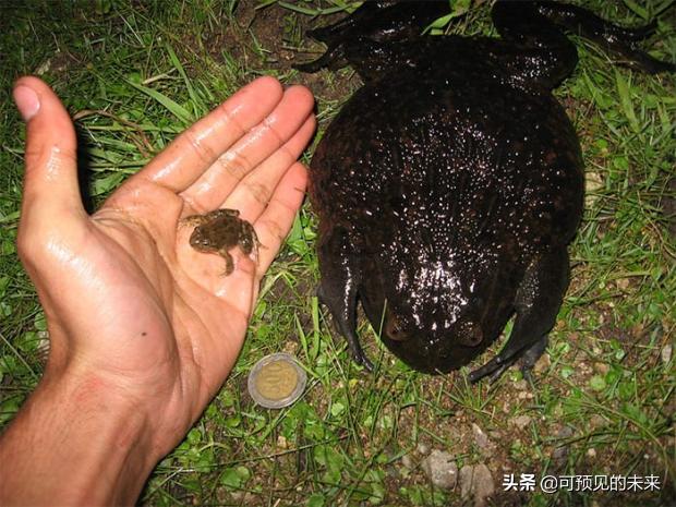 大自然的奇妙之处写话,大自然的奇妙之处作文350字