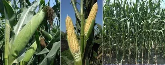 夏季牛羊草料发霉怎么办,饲草保存注意事项