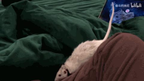 精灵鼠小弟是什么老鼠,精灵鼠小弟个人简介