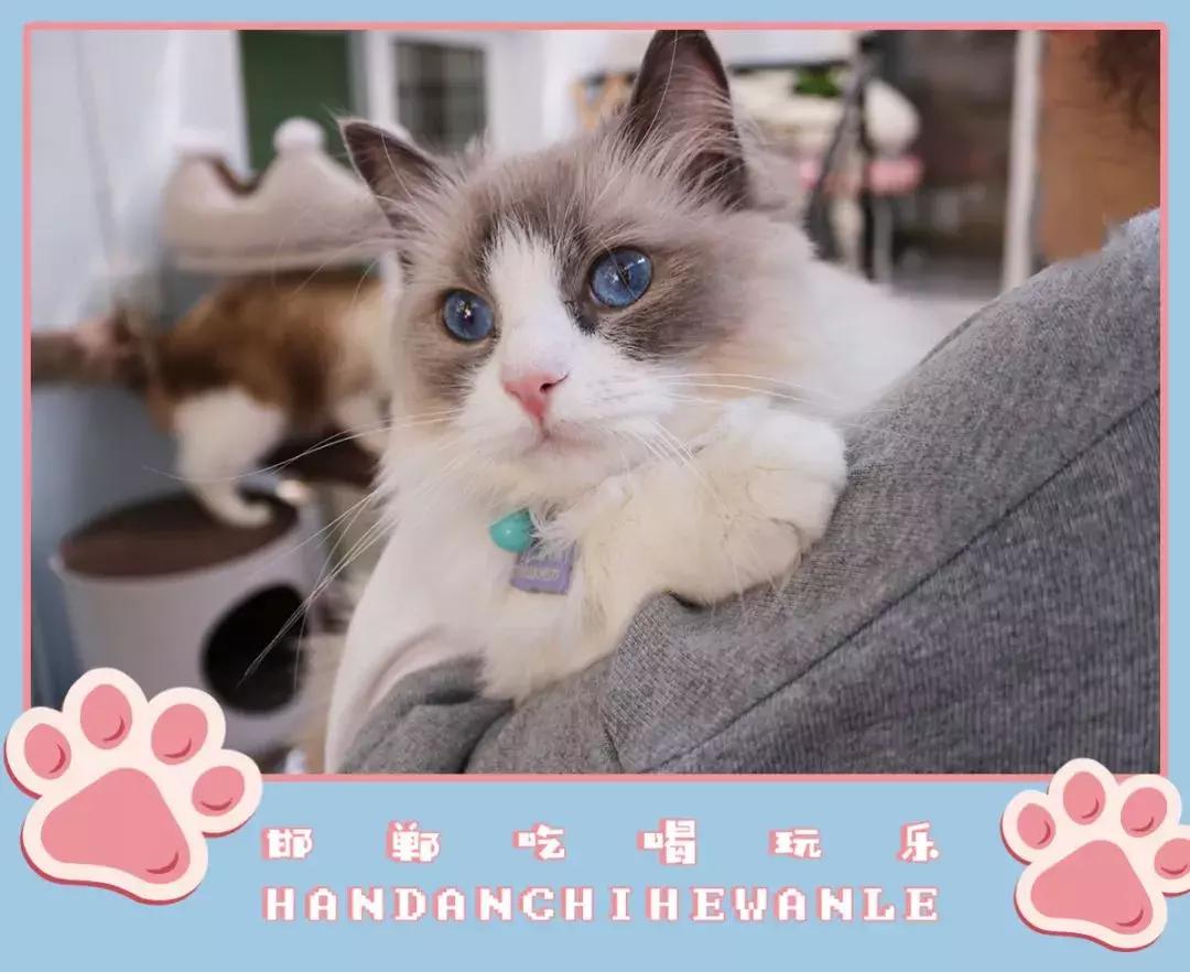 软萌暴击!邯郸这家高颜值猫咖上线,“吸猫”终于提上日程!