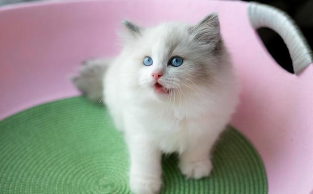 养的网红布偶猫,网红布偶猫和狗