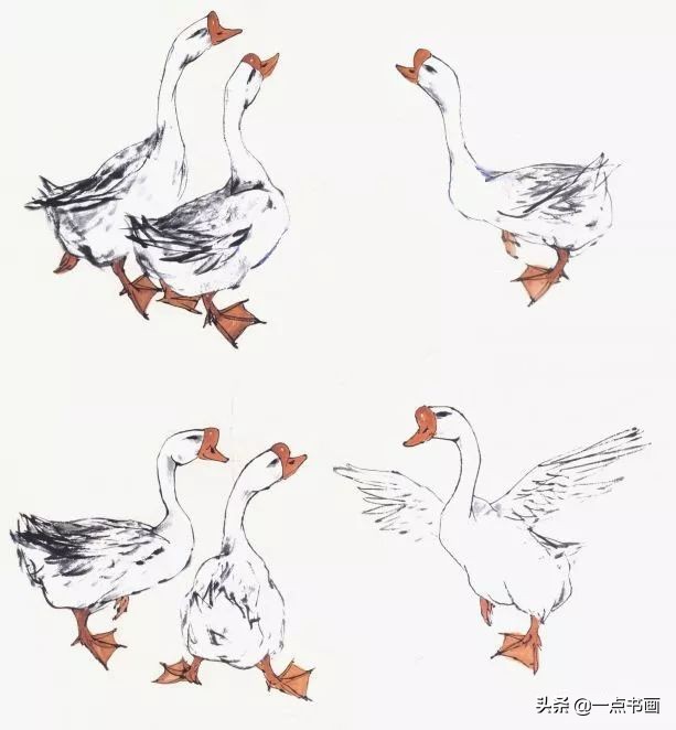 鹅画法可爱简单在陆地上行走,图文教程鹅写意画法
