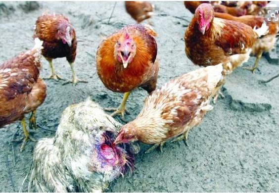 鸡肛啄坏了该怎么治疗,鸡啄羽啄肛如何处理