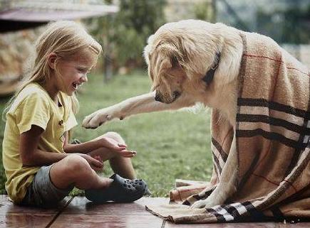 世界十大最凶残的狗牛头梗,狗界中最通人性的6种狗