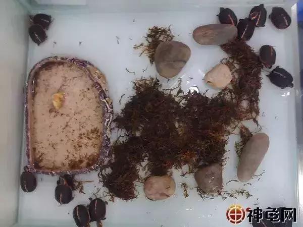 龟苗出壳后，喂食、环境的护理