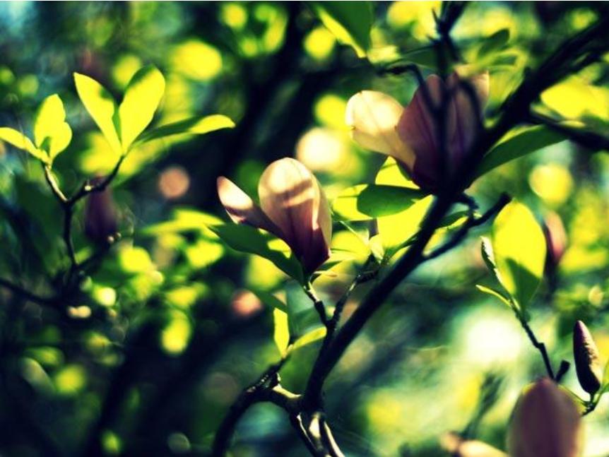 十首写春天的诗,十二首春词