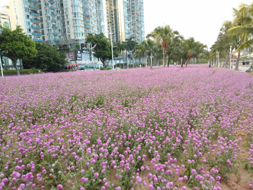 珠海的特色是什么,珠海的吉大是什么