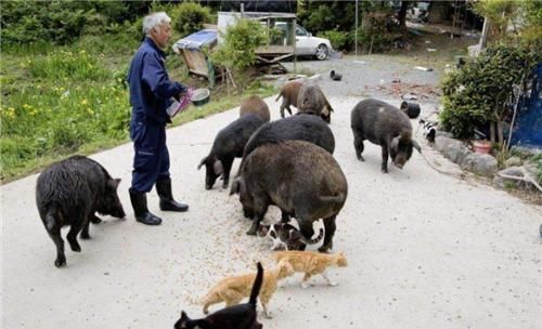 核辐射的日本人还活着吗,福岛核辐射日本人健康程度