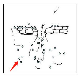 宠物病症知识,狗狗脓皮症初期是什么样的现象