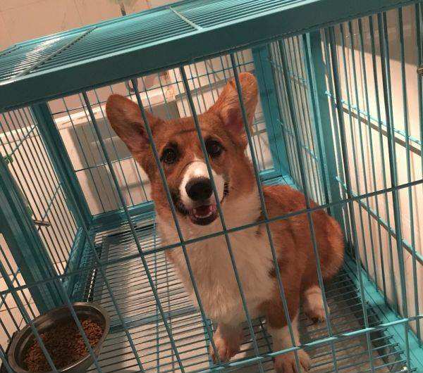 新手可以饲养柯基吗,饲养柯基6大禁忌你做过几个