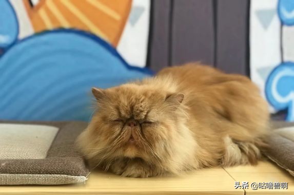 带你发现上海超治愈打卡地,上海人不会推荐的地方