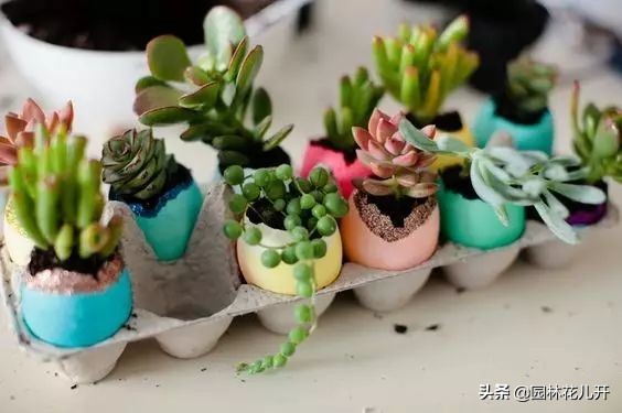 创意花盆简单制作方法,居家花盆