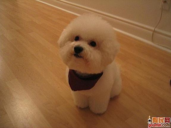 鐙楃嫍澶у叏鍙埍,鍙埍鐨勫皬鐙楃嫍閫佺粰鐖辩嫍浜哄＋