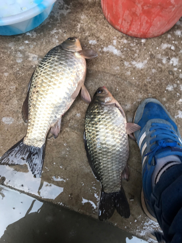 蚯蚓哪种挂法中鱼率高,蚯蚓挂饵调漂