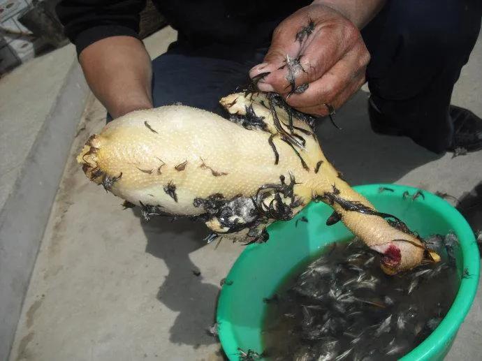 农村劏鸡拜祖宗,广东茂名电白拜神的鸡怎么摆