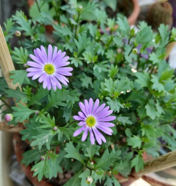 夏季养花，“小黑飞”爆发，3个“灭虫法”，彻底杜绝，简单高效