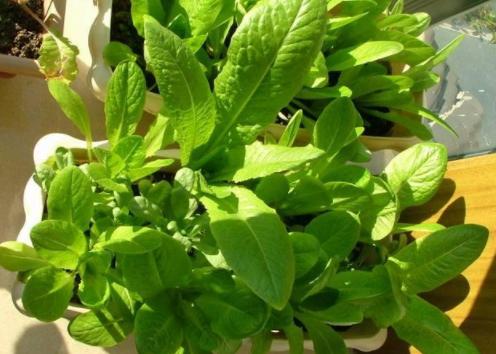 高层阳台种植蔬菜阳光非常充足,阳台采光不好可以种的蔬菜水果