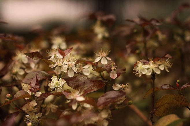 六月，梦一场荼蘼花事