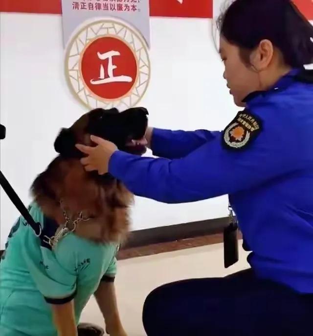 五只最受欢迎的网红狗子,最受欢迎的五大网红狗