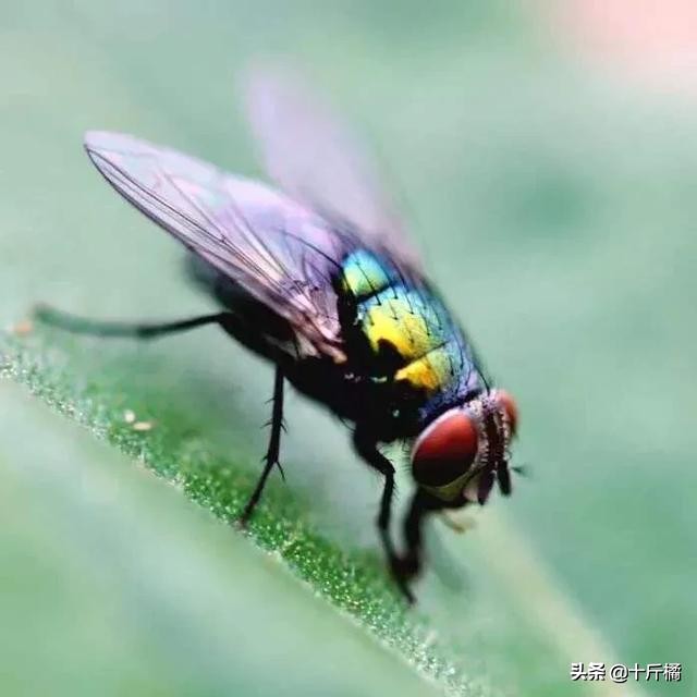 弓形虫不治会有什么危害,弓形虫是孕妇和胎儿的大敌