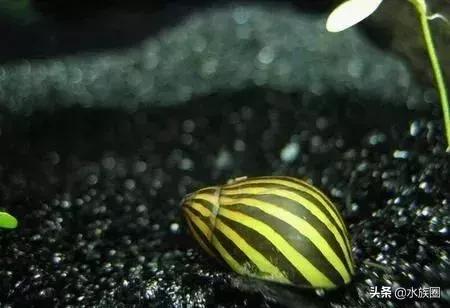 斑马螺和杀手螺,汽水螺和斑马螺