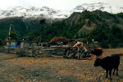 在尼泊尔100人民币能干什么 (尼泊尔的养老待遇)