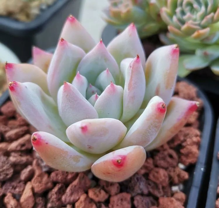 养多肉植物修身养性,多肉的习性和日常养护方法