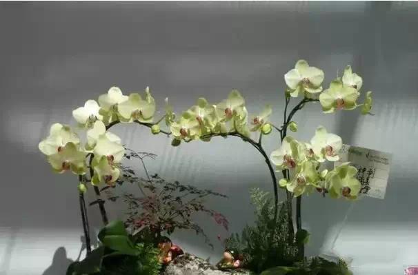 极品中的精品兰花,带你回忆天价兰花蕙兰篇