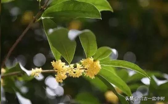 桂花换盆后叶子干枯怎么急救,桂花叶子都掉光了枝干枯怎么办