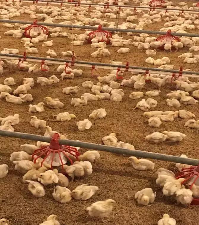 「连载一」吕品:秋冬季饲养管理要点之“生物安全与温度管理”