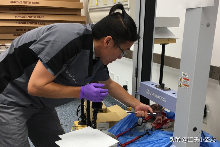 霸王龙和巨齿鲨的咬合力哪个厉害,4个霸王龙的咬合力加起来有多大