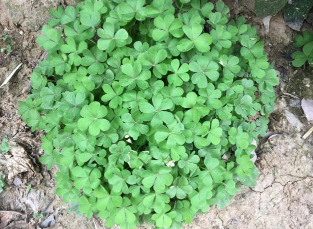 三叶草属于幸运草吗,三叶草是幸运的象征