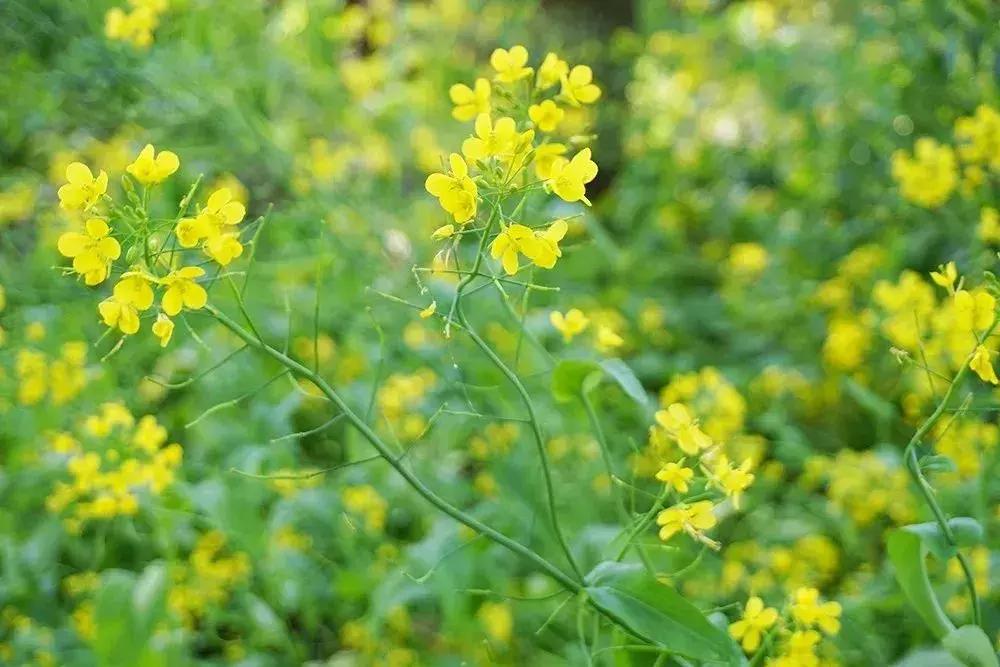 去上海必去的民宿,上海树林民宿推荐