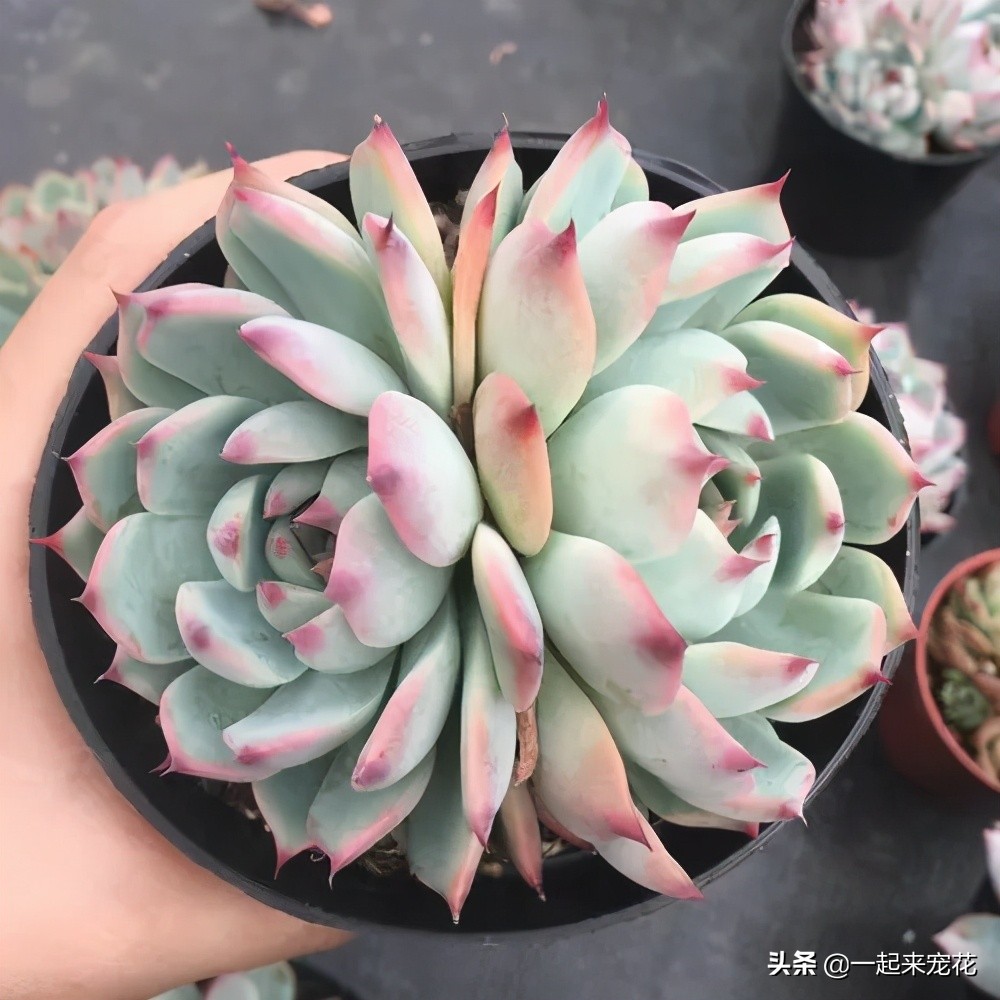 吉娃娃能不能叶插,吉娃娃侧芽多大可以扦插