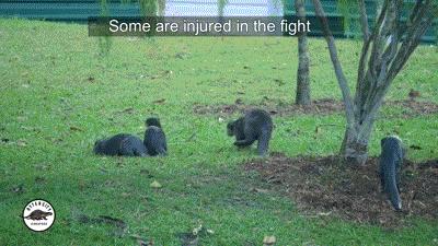 两水獭家族打群架,两个水獭家族之间的战争完整版